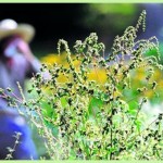 1371024556_27.-pollinozq