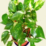 Epipremnum_aureum20061009_07a