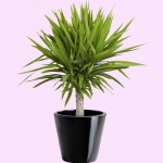 MYNTA_yucca_plant_500x500a