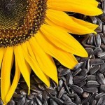 Семена подсолнечника – полезны для здоровья!