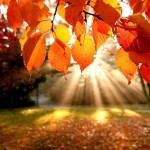 attachme