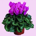 cyclamen__sierra_lilac_a