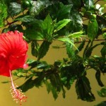 hibisc-1aa