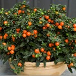 nightshade-decorative-nightshade-lozhnoperechnya