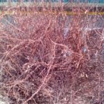 1452947485_img_20160116_101608