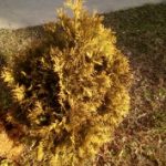 1453294315_img_20160115_114550