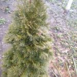 1453294338_img_20160115_114417