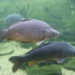 Karp_u_Budapeshtskim_Akeanaryiume