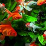 akvarium-po-fenshuj-s-zolotymi-i-chernoj-rybkoj