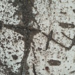 xiaomi_redmi_3_primer_foto_dnevnoe_2