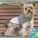 knitting-dogs-8