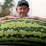 arbuz-bolshih-razmerov