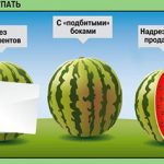 kakie-arbuzy-nelzya-pokupat