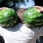 pokupka-horoshego-arbuza