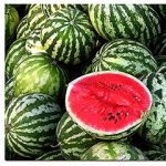 raznye-sorta-arbuzov