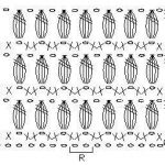 uzor-s-shishechkami-crochet-pattern-with-cluster2-1