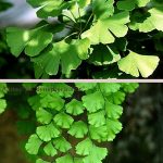 ginkgo-i-adiantum